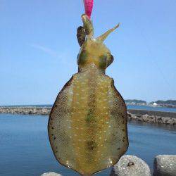 深日漁港　エギングでトンカツサイズのアオリイカ　ジグでカマスも