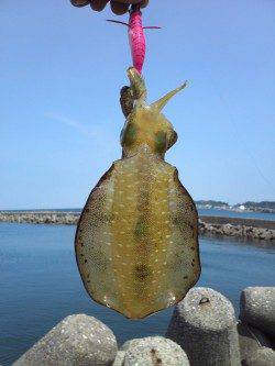 深日漁港　エギングでトンカツサイズのアオリイカ　ジグでカマスも