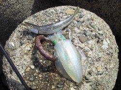 深日漁港　エギングでトンカツサイズのアオリイカ　ジグでカマスも