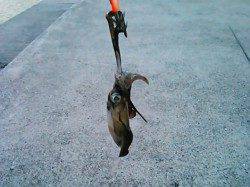 磯ノ浦　アオリイカの新子調査へ　サイズはまだまだ小型