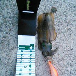 磯ノ浦　アオリイカの新子調査へ　サイズはまだまだ小型