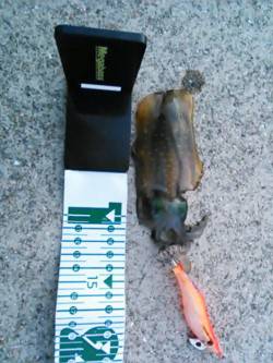 磯ノ浦　アオリイカの新子調査へ　サイズはま…