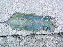 東白浜　朝マズメのエギングでアオリイカ450g