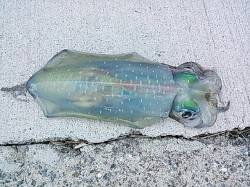 東白浜　朝マズメのエギングでアオリイカ45…