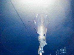 小島でエギング、短時間での釣行。