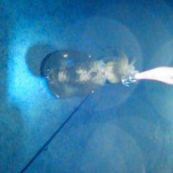 雑賀崎　ナイトエギングでアオリイカの新子が2ハイ