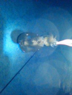 雑賀崎　ナイトエギングでアオリイカの新子が2ハイ