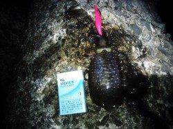 明石港で15cm程のアオリイカをゲット♪