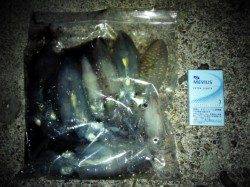 明石港で15cm程のアオリイカをゲット♪