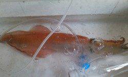 柴山港、夕方新子調査に行ってきました。