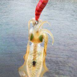 柴山港、夕方新子調査に行ってきました。