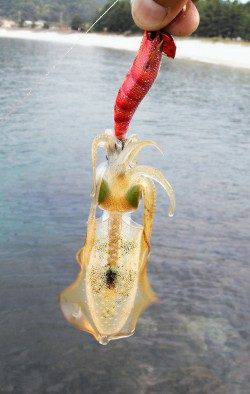 柴山港、夕方新子調査に行ってきました。