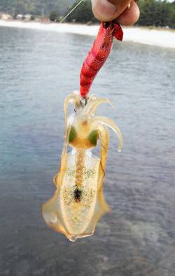 柴山港、夕方新子調査に行ってきました。