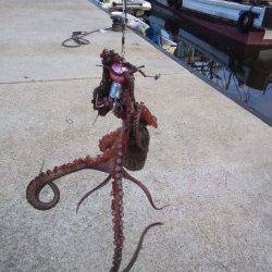 林崎漁港　日中のオクトパッシングでタコ1パイ