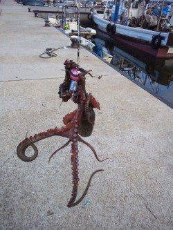 林崎漁港　日中のオクトパッシングでタコ1パイ