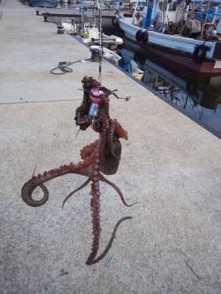 林崎漁港　日中のオクトパッシングでタコ1パ…