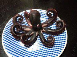 林崎漁港　日中のオクトパッシングでタコ1パイ