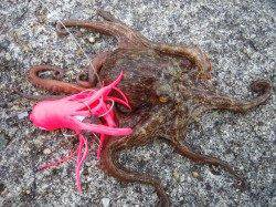 飾磨～広畑　日中のオクトパッシングでタコ3バイ