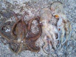 飾磨～広畑　日中のオクトパッシングでタコ3バイ