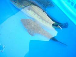 林崎漁港　ちょい投げでキュウセン＆コチ