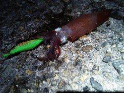 明石港　夜11時からのエギングでケンサキ2ハイ