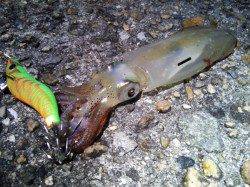 明石港　夜11時からのエギングでケンサキ2ハイ