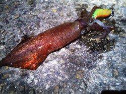 明石港でケンサキイカ【時合いは20〜21時】