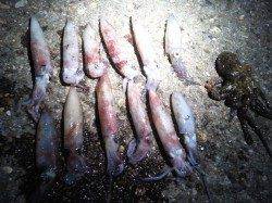 明石港でケンサキイカ【時合いは20〜21時】