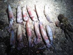 明石港でケンサキイカ【時合いは20〜21時…