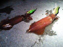 明石港　エギングでケンサキ＆アオリイカ合計6パイ　今後はサイズに期待