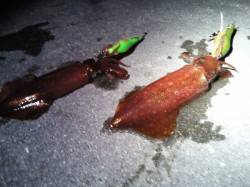 明石港　エギングでケンサキ＆アオリイカ合計…