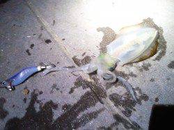 明石港　エギングでケンサキ＆アオリイカ合計6パイ　今後はサイズに期待