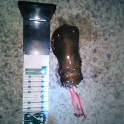 雑賀崎　ナイトエギングでアオリイカの新子が2ハイ