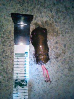 雑賀崎　ナイトエギングでアオリイカの新子が2ハイ