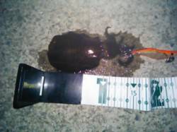 小島でエギング、短時間での釣行。