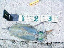 東白浜　朝マズメのエギングでアオリイカ450g