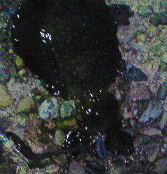 津居山港、エギング今後が楽しみです♪