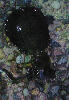 津居山港、エギング今後が楽しみです♪