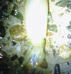 津居山港、エギング今後が楽しみです♪