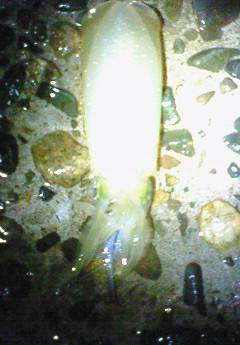 津居山港、エギング今後が楽しみです♪