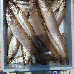 洲本　投げ釣りでキス〜22cm22匹　チャリコはリリース