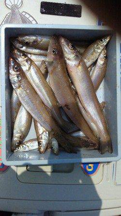 洲本　投げ釣りでキス〜22cm22匹　チャリコはリリース