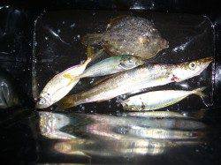 りんくうでジギングサビキ、カマスがぽつぽつ上がっています