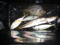 りんくうでジギングサビキ、カマスがぽつぽつ…