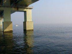 りんくうでジグサビキ、カマス釣果