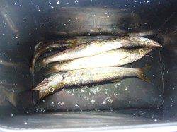 りんくうでジグサビキ、カマス釣果