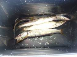 りんくうでジグサビキ、カマス釣果