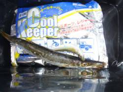 りんくう　ジギングサビキでカマス＆豆アジ　…