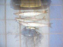 りんくうエリア、ジグサビキでカマス等の釣果