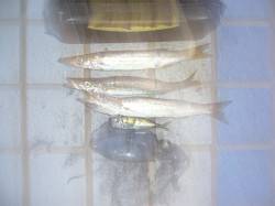 りんくうエリア、ジグサビキでカマス等の釣果…